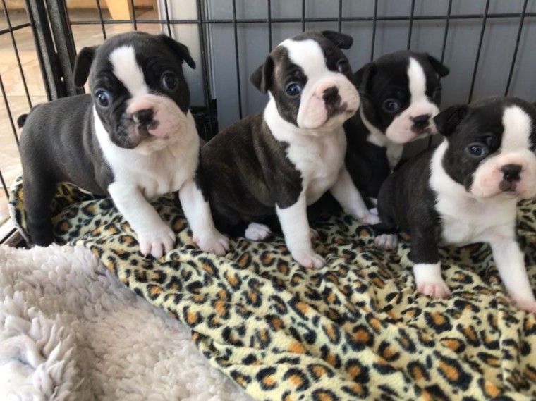 Boston Terrier Puppies For Sale Chicago, IL 296513