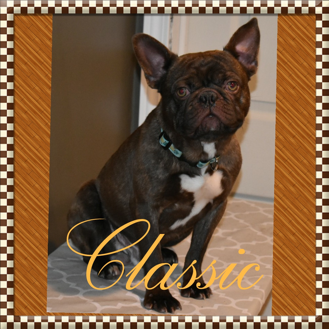 Boston Terrier Puppies For Sale Dayton, OH 296884