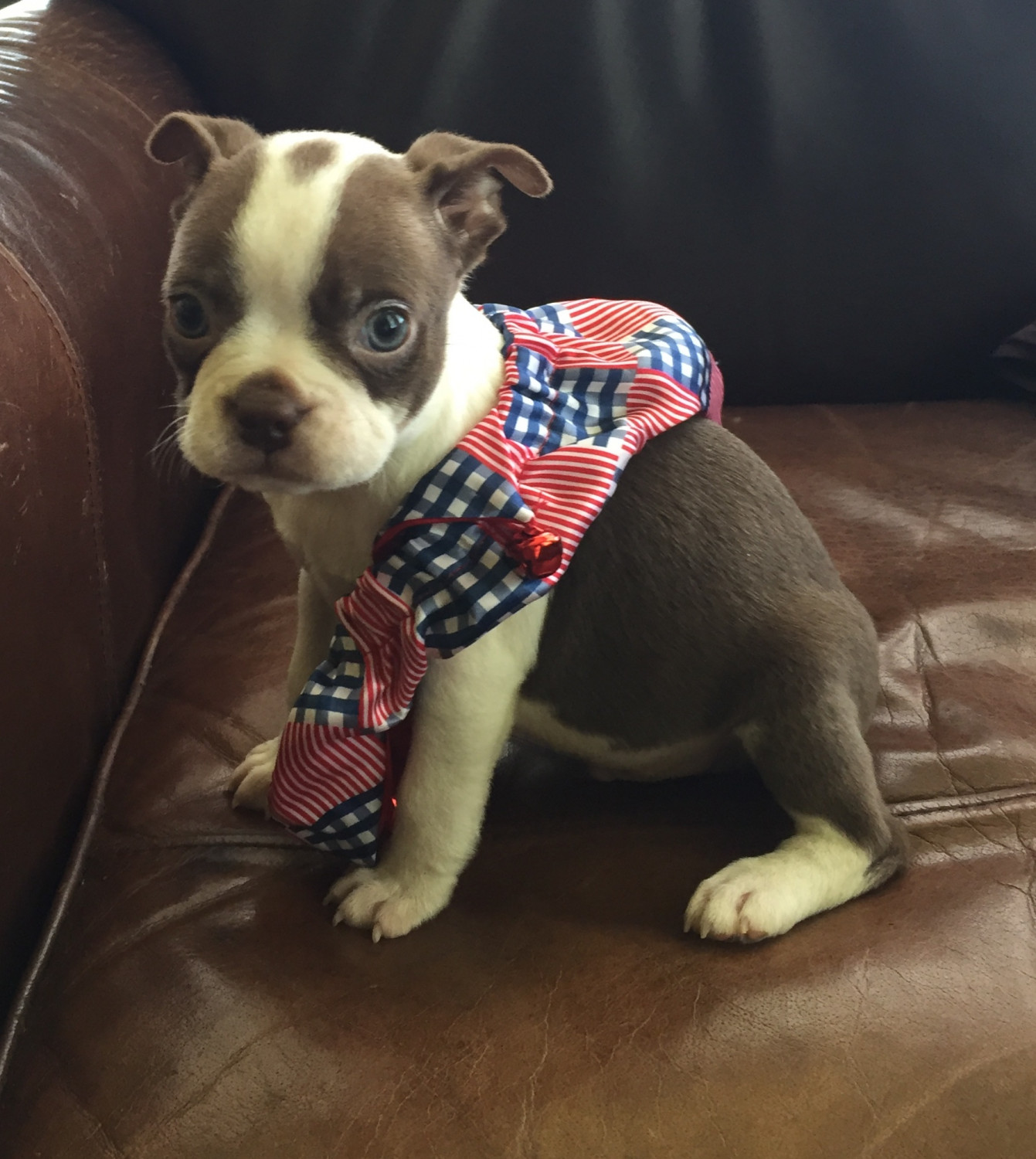 Boston Terrier Puppies For Sale Riley, MI 298488