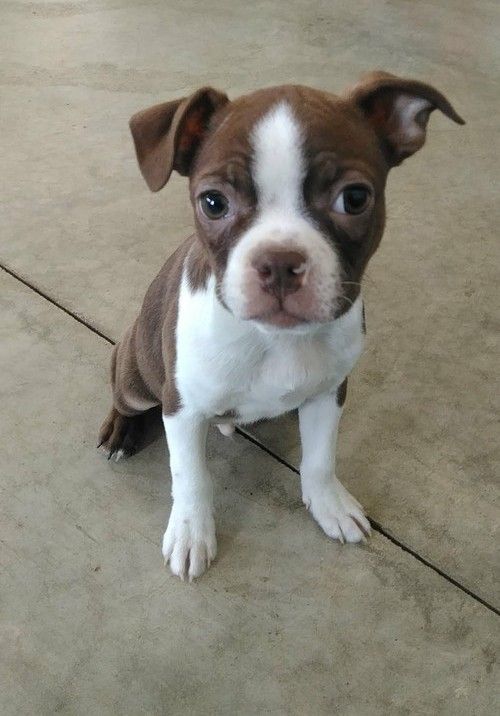 Boston Terrier Puppies For Sale Phoenix, AZ 299476