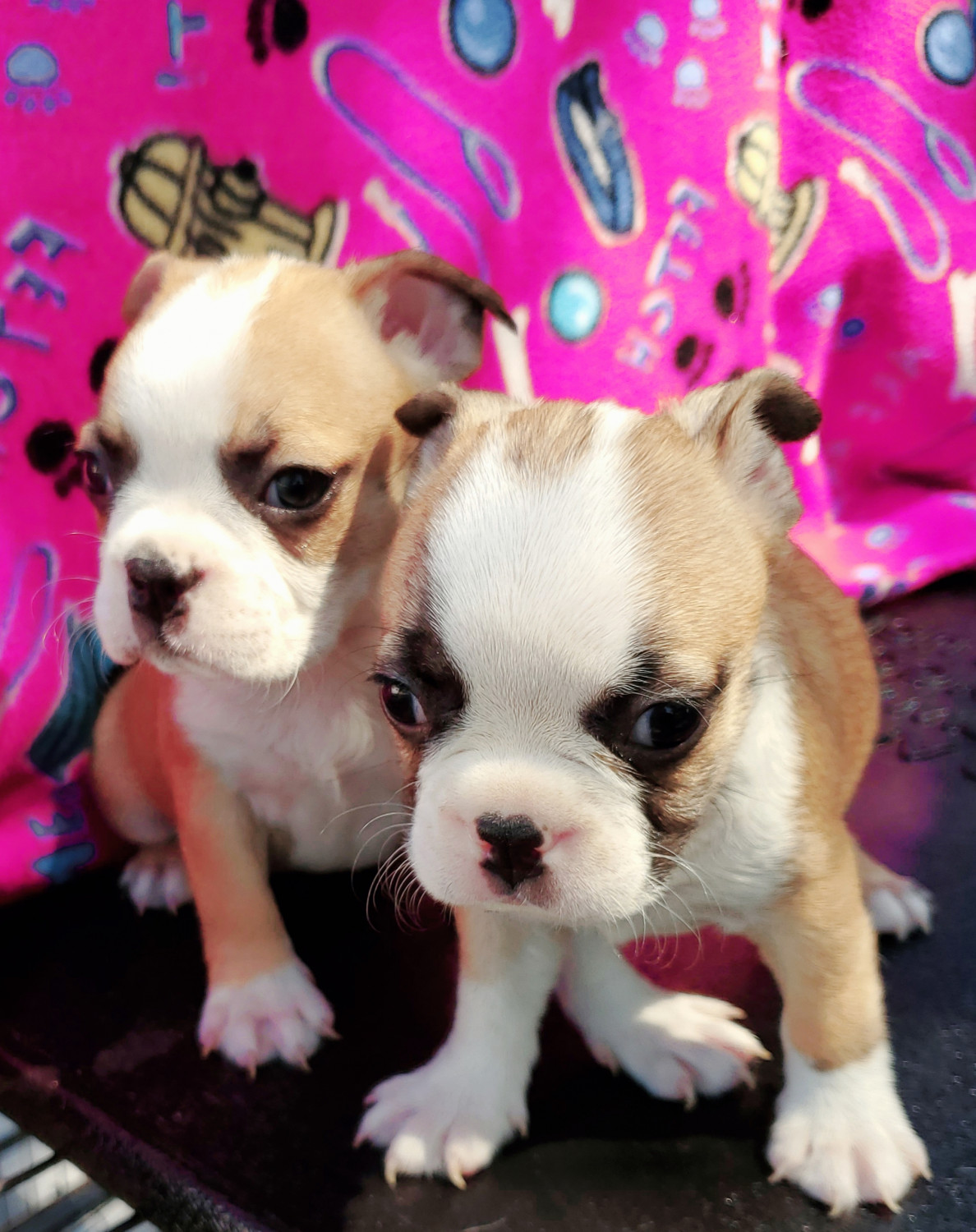 Boston Terrier Puppies For Sale MAGNOLIA SQUARE, FL 300237
