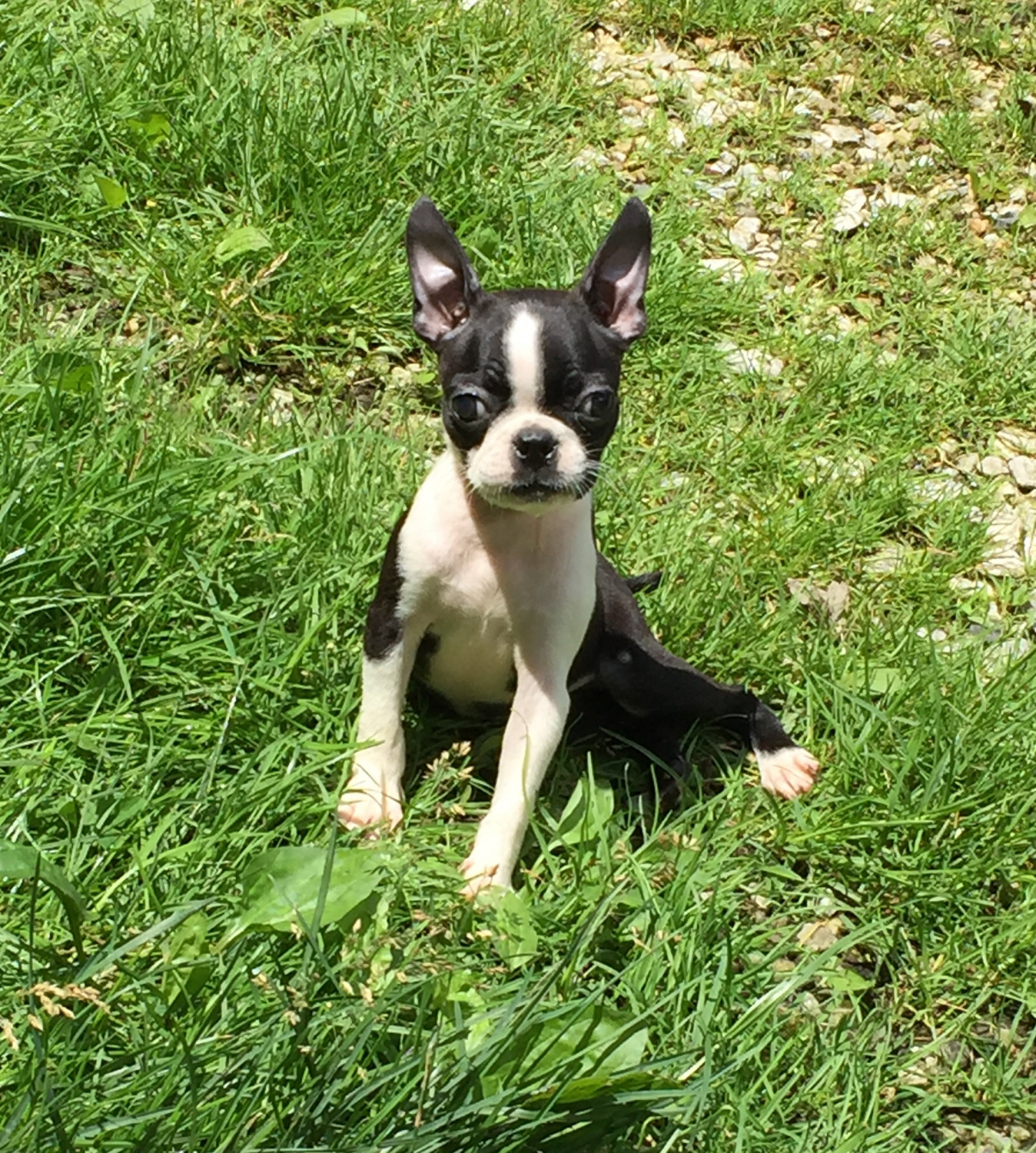 Boston Terrier Puppies For Sale Pomeroy, OH 298350