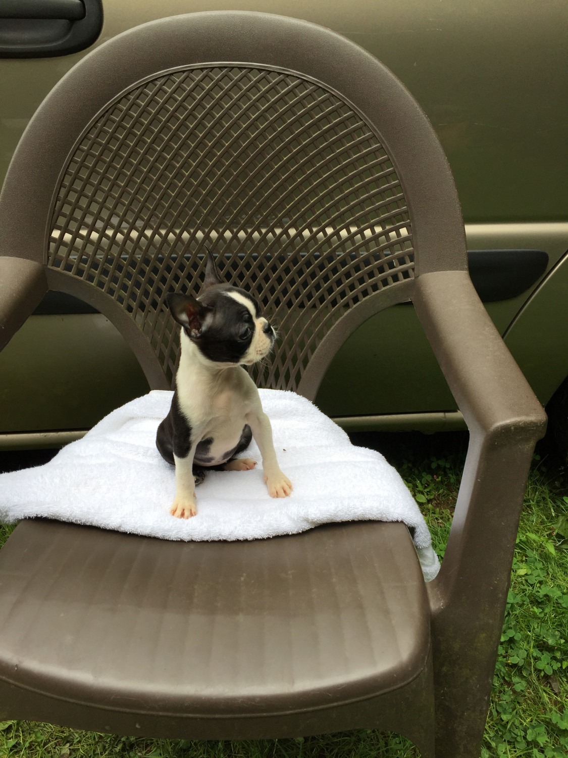 Boston Terrier Puppies For Sale Pomeroy, OH 298350