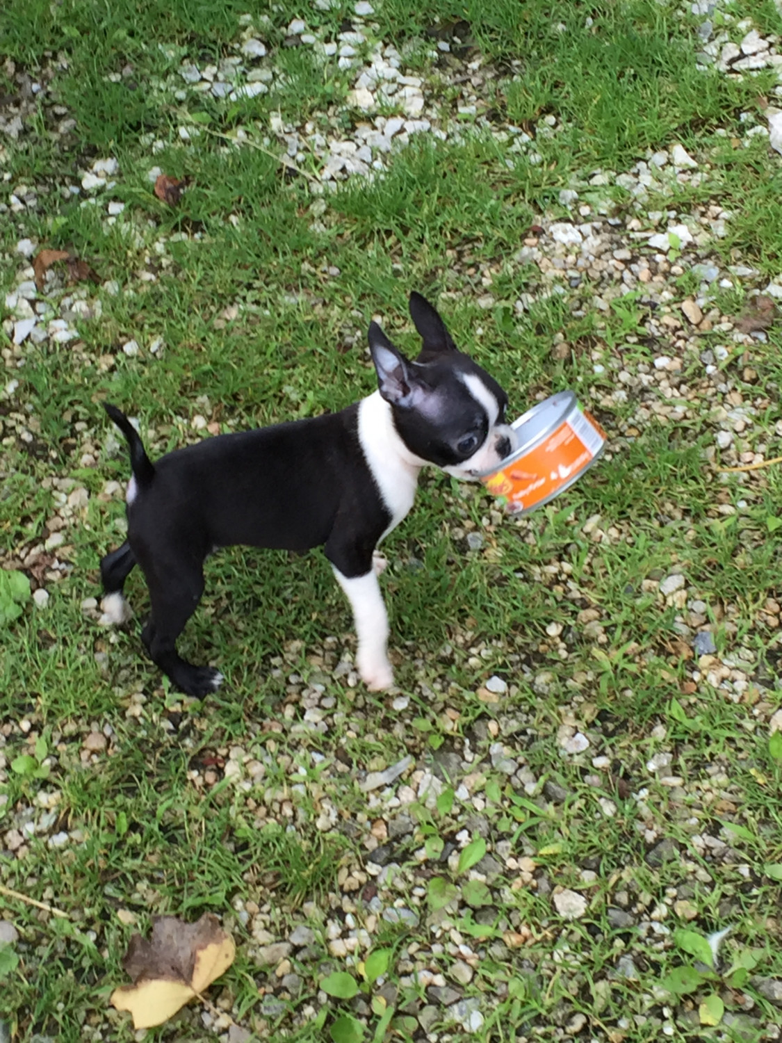 Boston Terrier Puppies For Sale Pomeroy, OH 298350