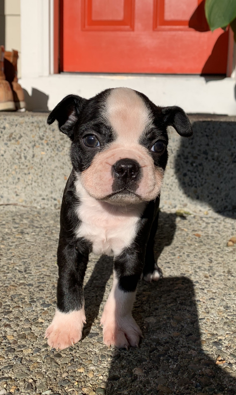 Boston Terrier Puppies For Sale Covington, WA 303707