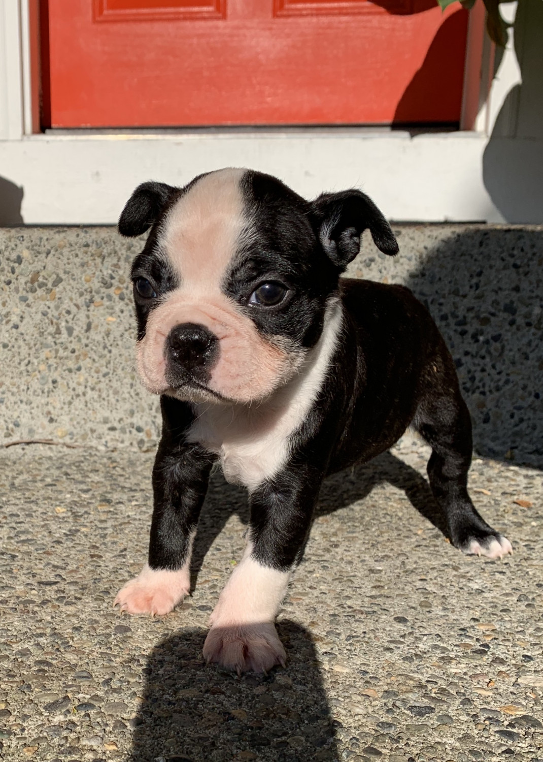 Boston Terrier Puppies For Sale Covington, WA 303707