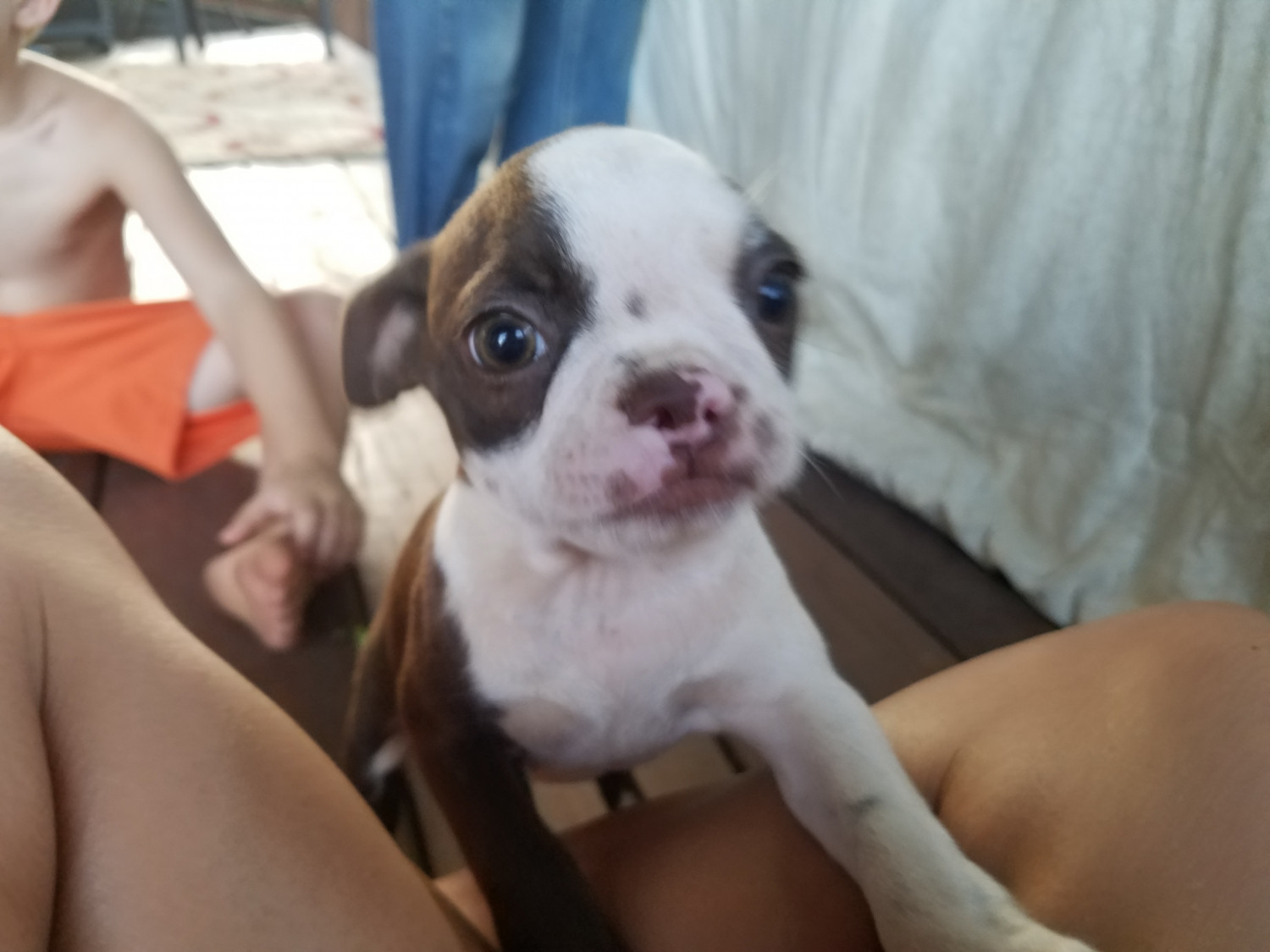 Boston Terrier Puppies For Sale Stockton, MO 304685