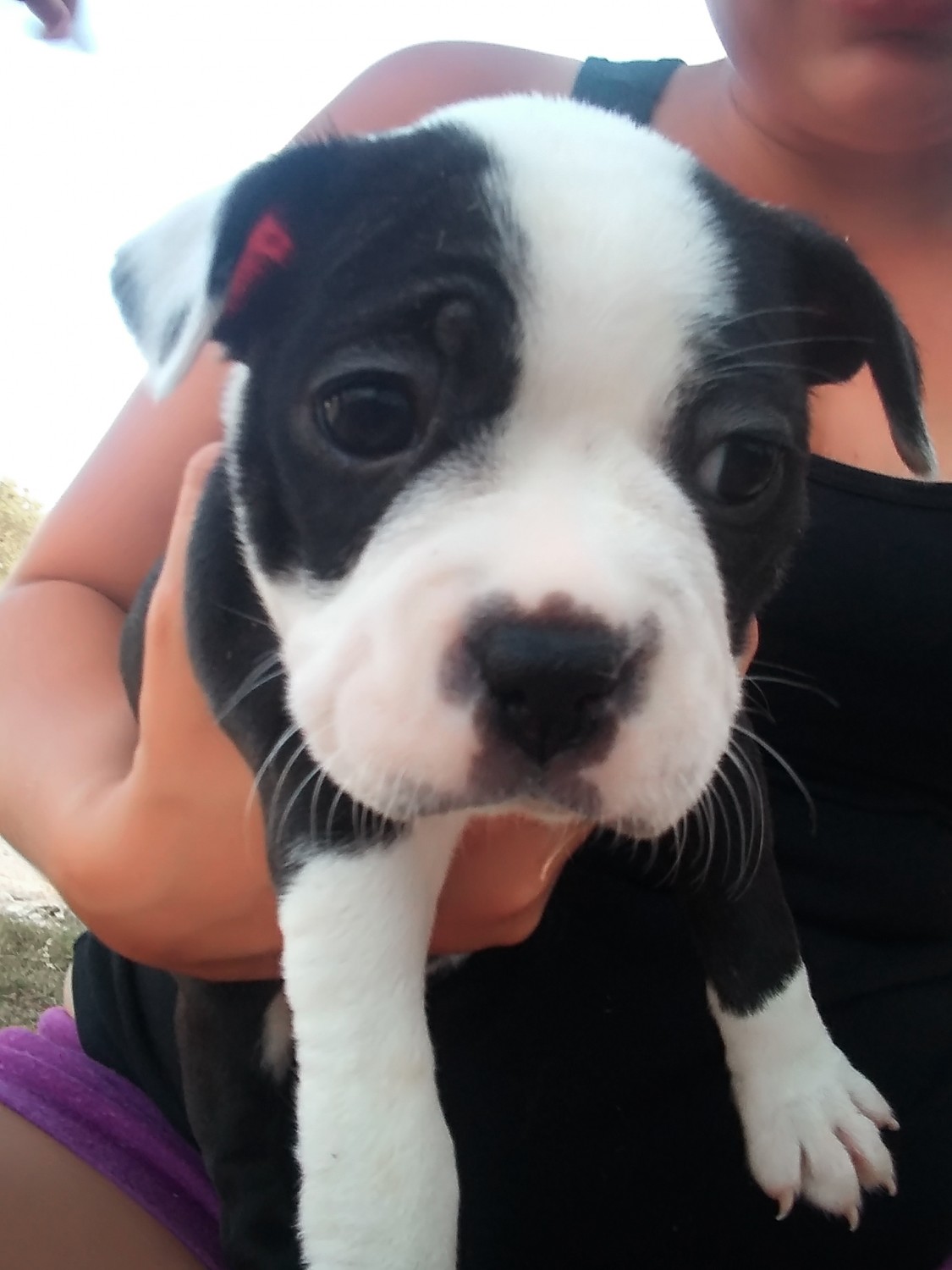 Boston Terrier Puppies For Sale Hico, TX 305078