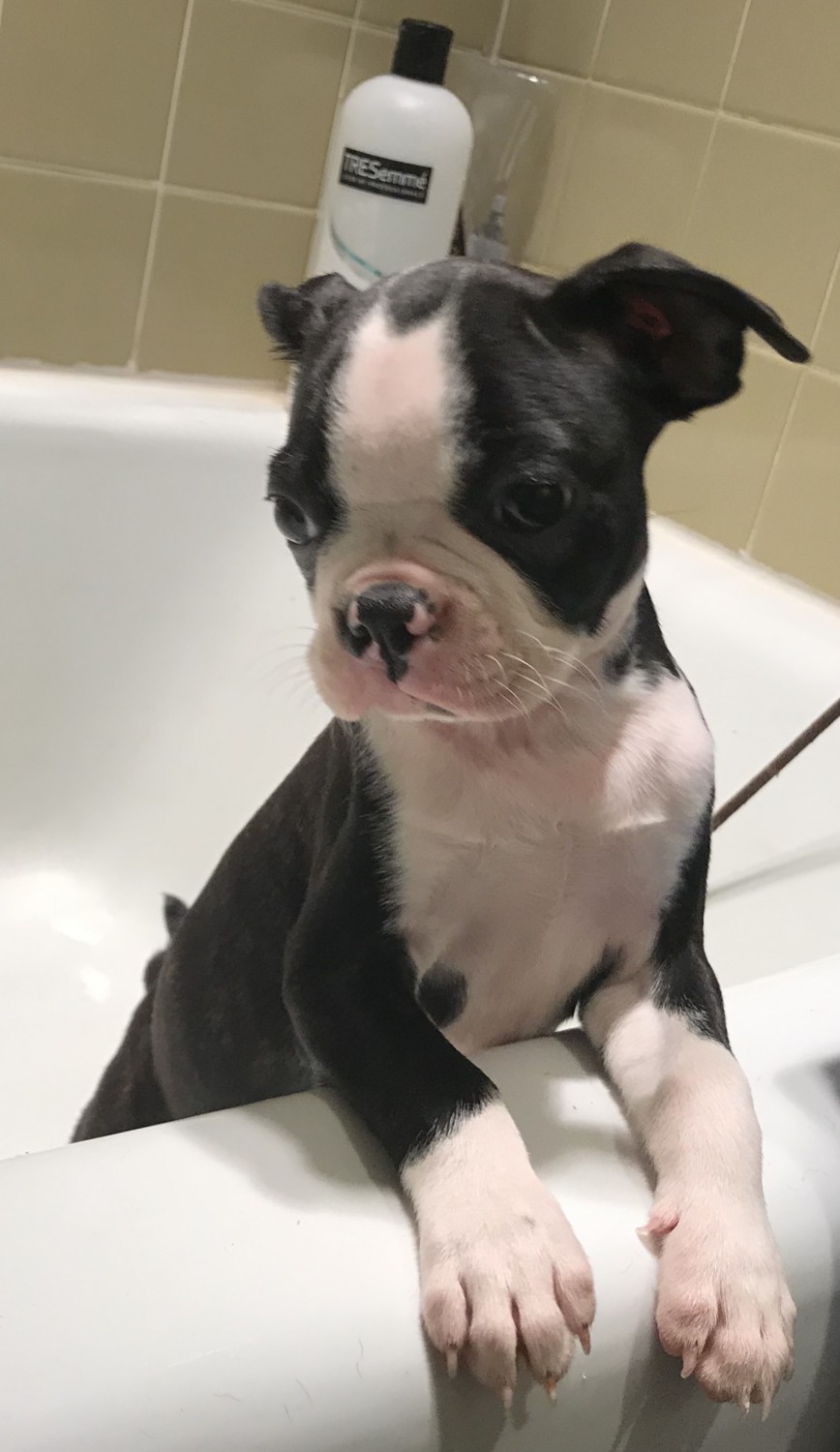 Boston Terrier Puppies For Sale Wauwatosa, WI 305340