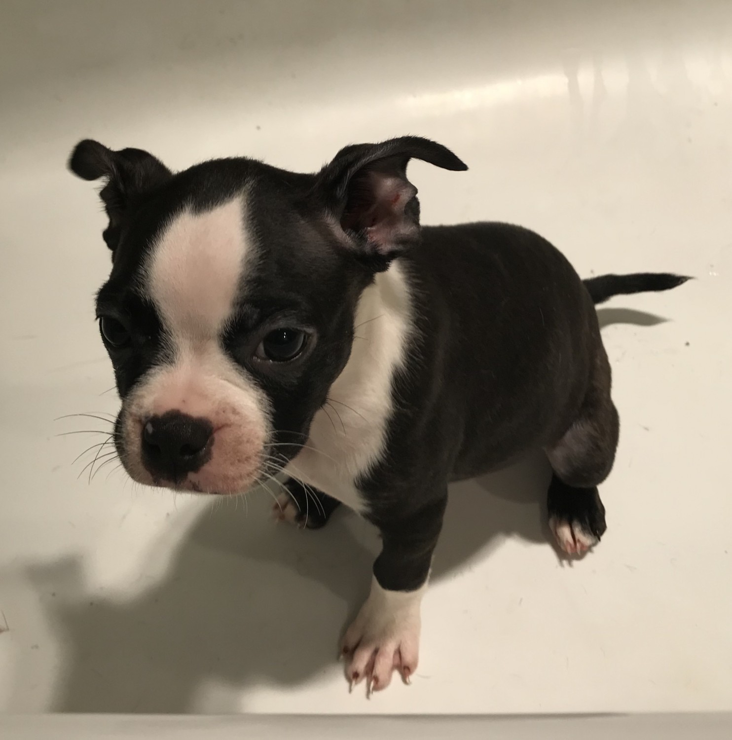 Boston Terrier Puppies For Sale Wauwatosa, WI 305340