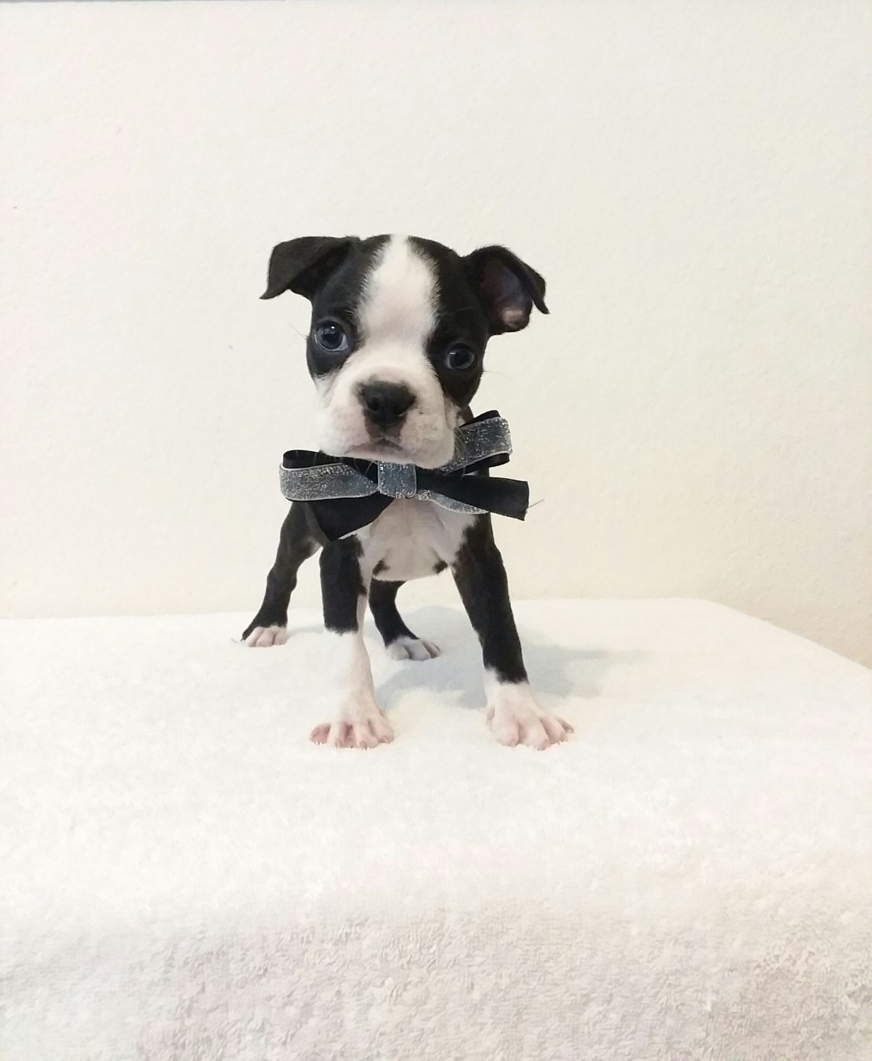 Boston Terrier Puppies For Sale San Antonio, TX 306528