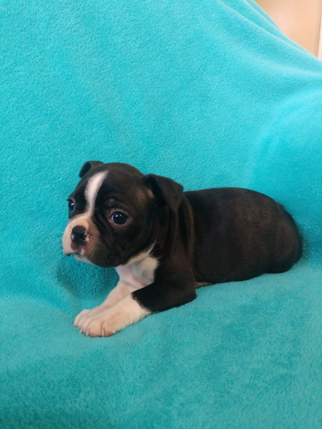 Boston Terrier Puppies For Sale Cleveland, NC 306783