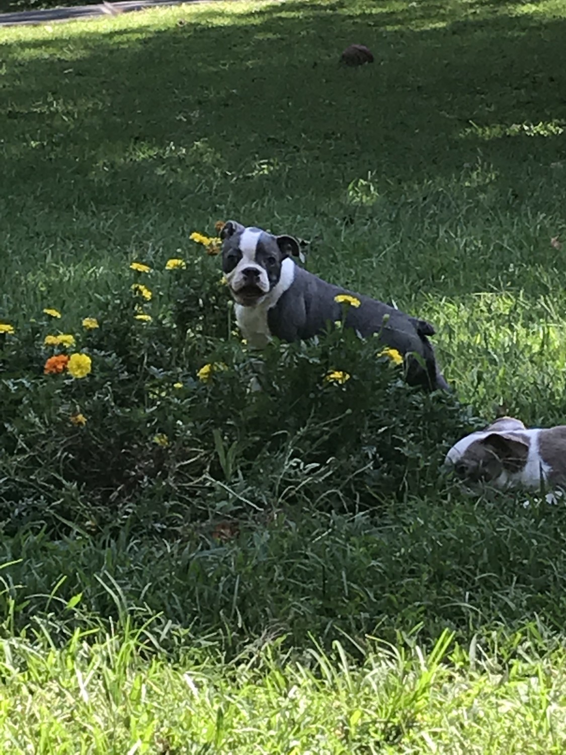 Boston Terrier Puppies For Sale Nashville, TN 308118
