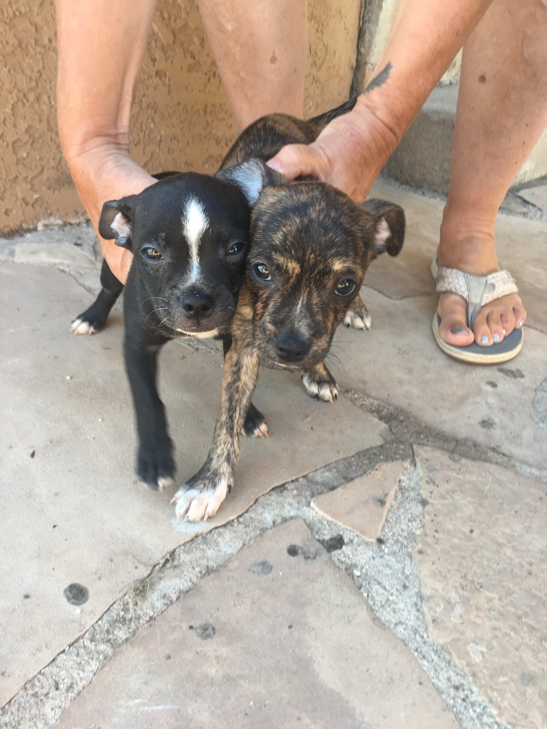 Boston Terrier Puppies For Sale Tucson, AZ 308240