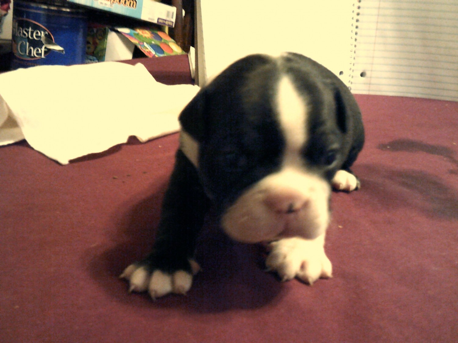 Boston Terrier Puppies For Sale Grand Rapids, MN 313692