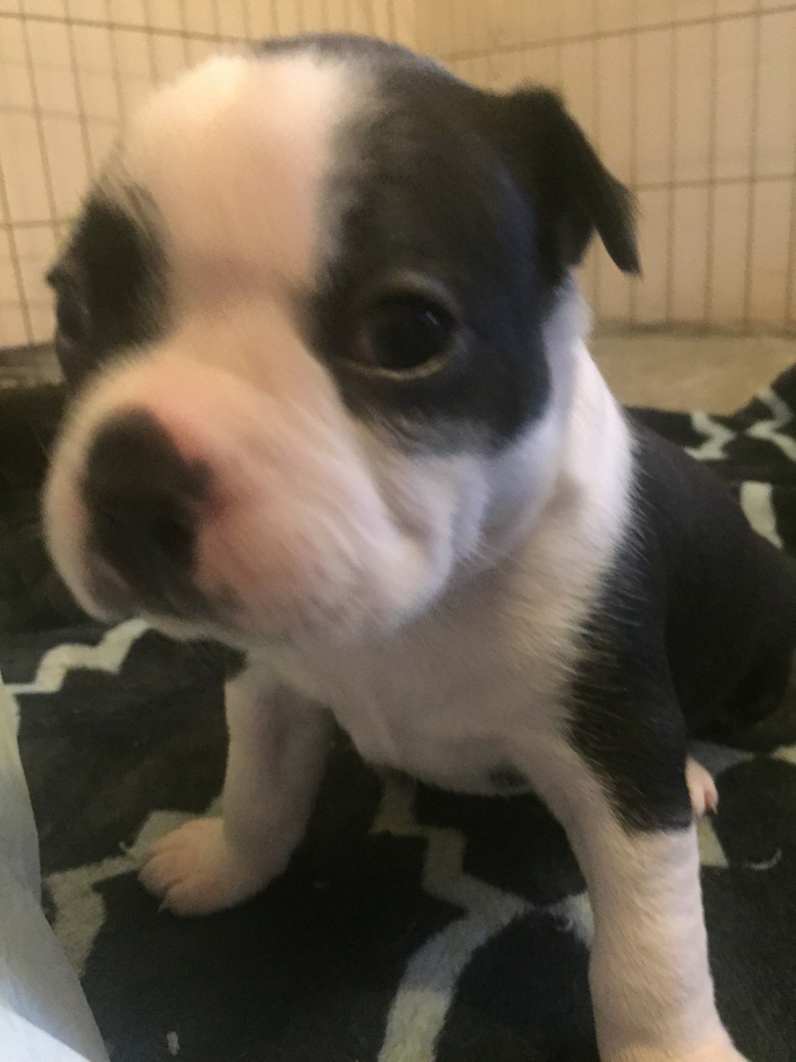 Boston Terrier Puppies For Sale Sumter Drive