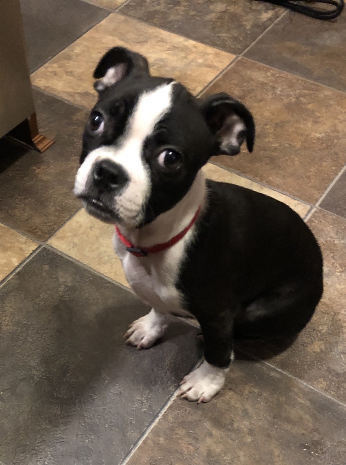 Boston Terrier Puppies For Sale Williamsport, PA 318342