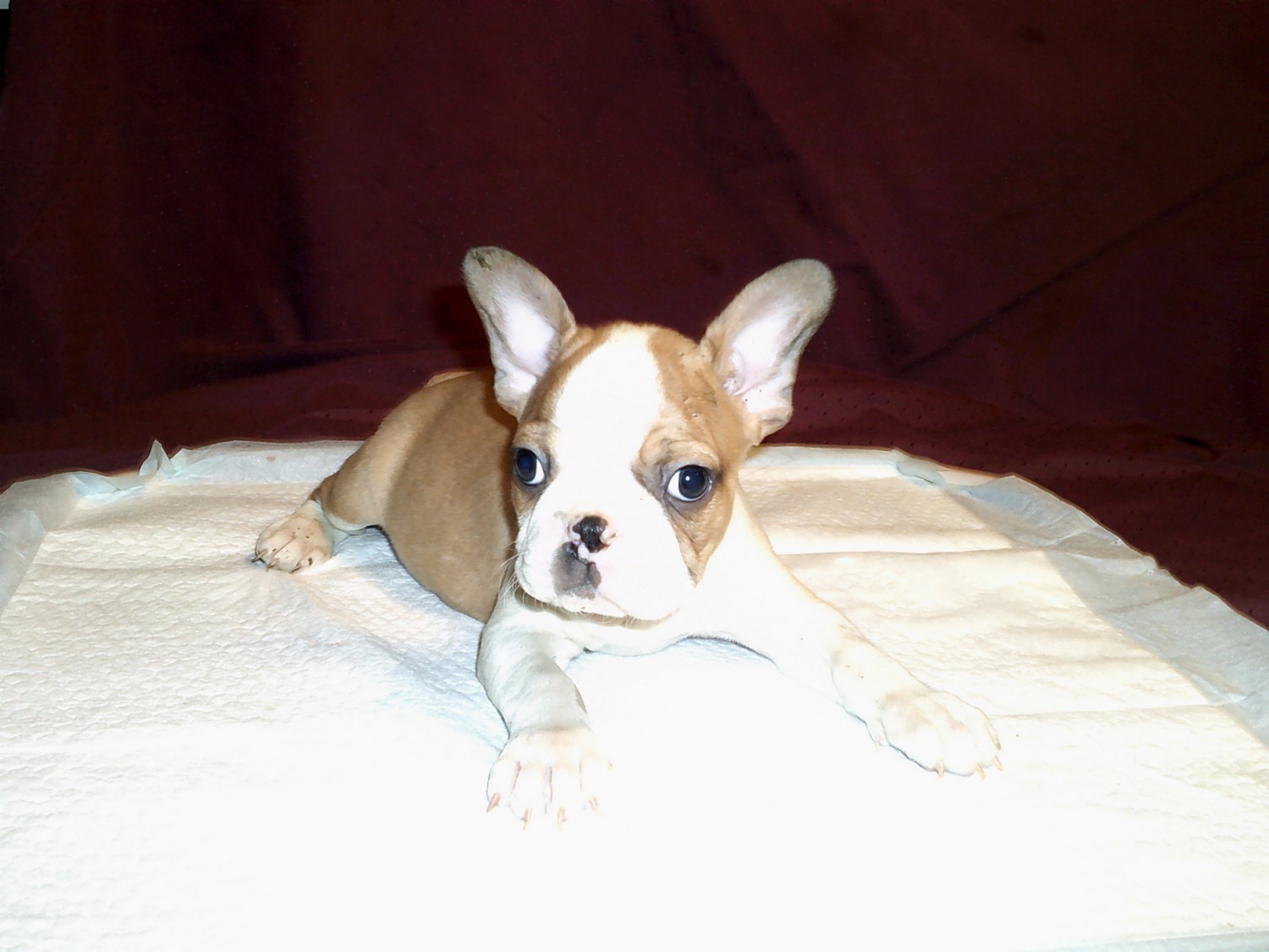 Boston Terrier Puppies For Sale Grand Rapids, MN 318766