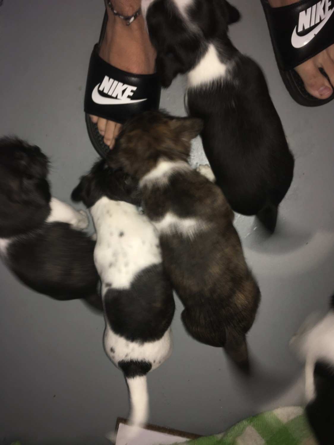Boston Terrier Puppies For Sale Marietta Ga 319324