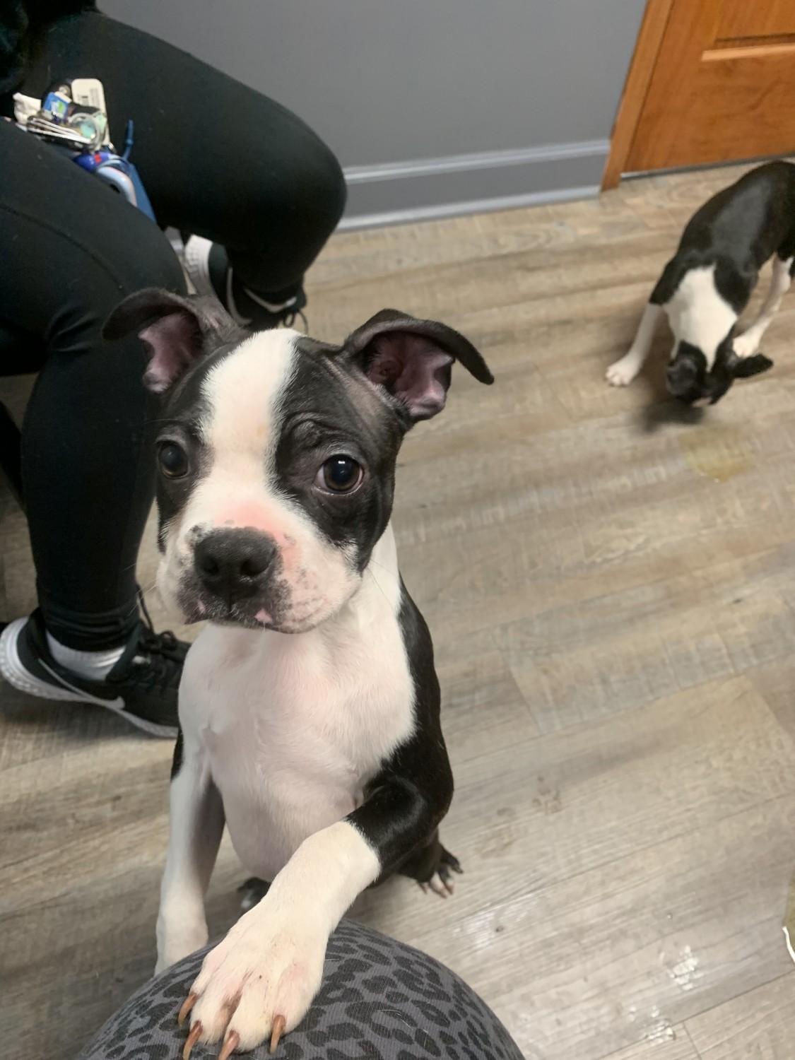 Boston Terrier Puppies For Sale Calhoun, GA 320408