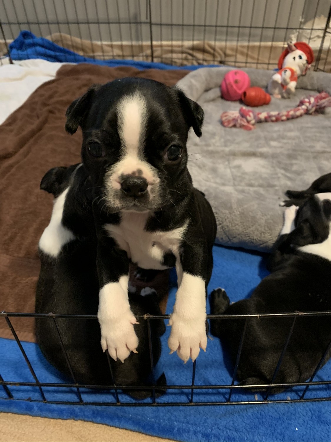 Boston Terrier Puppies For Sale Miami, FL 321043