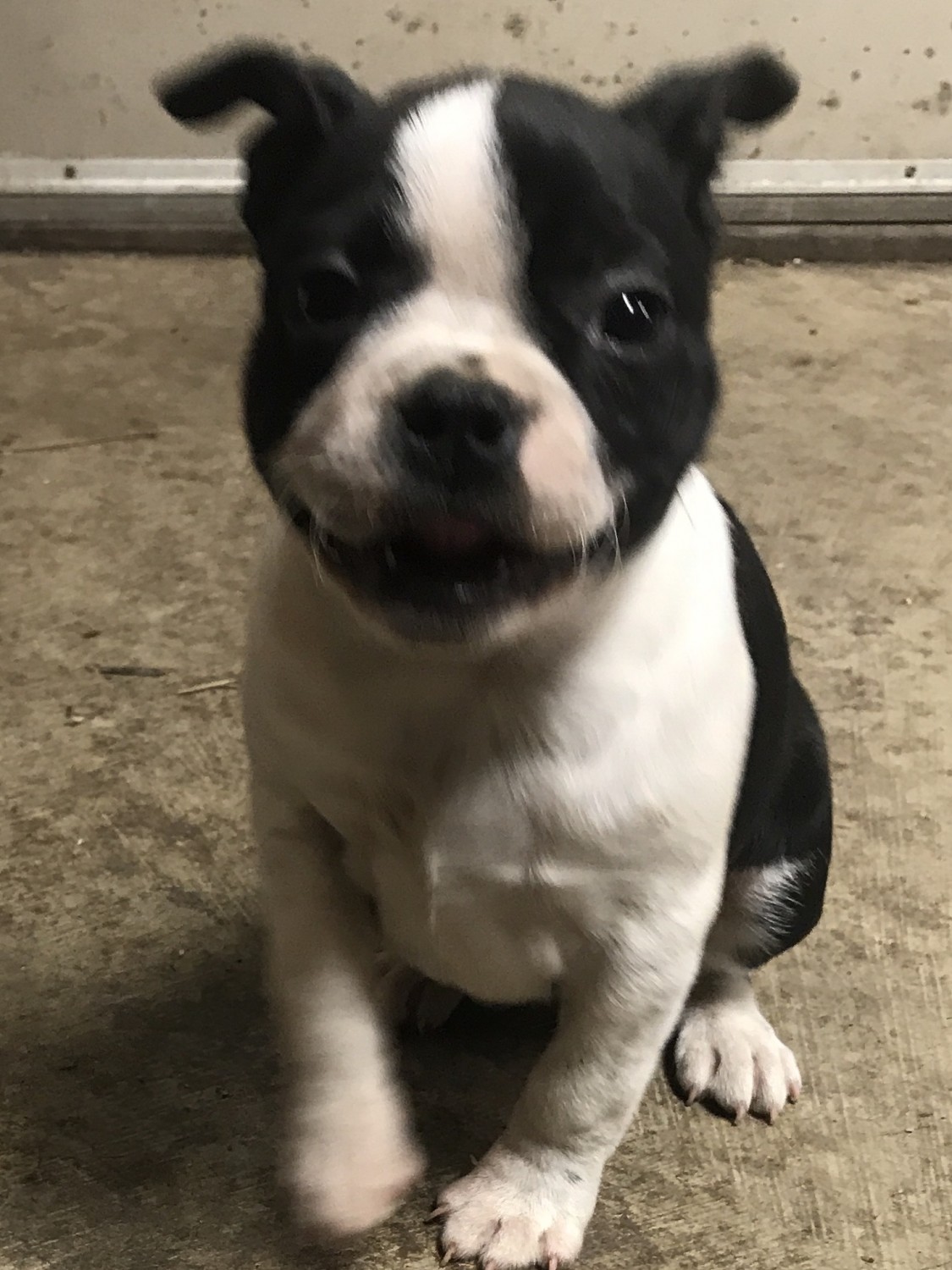 Boston Terrier Puppies For Sale Butler, PA 321582