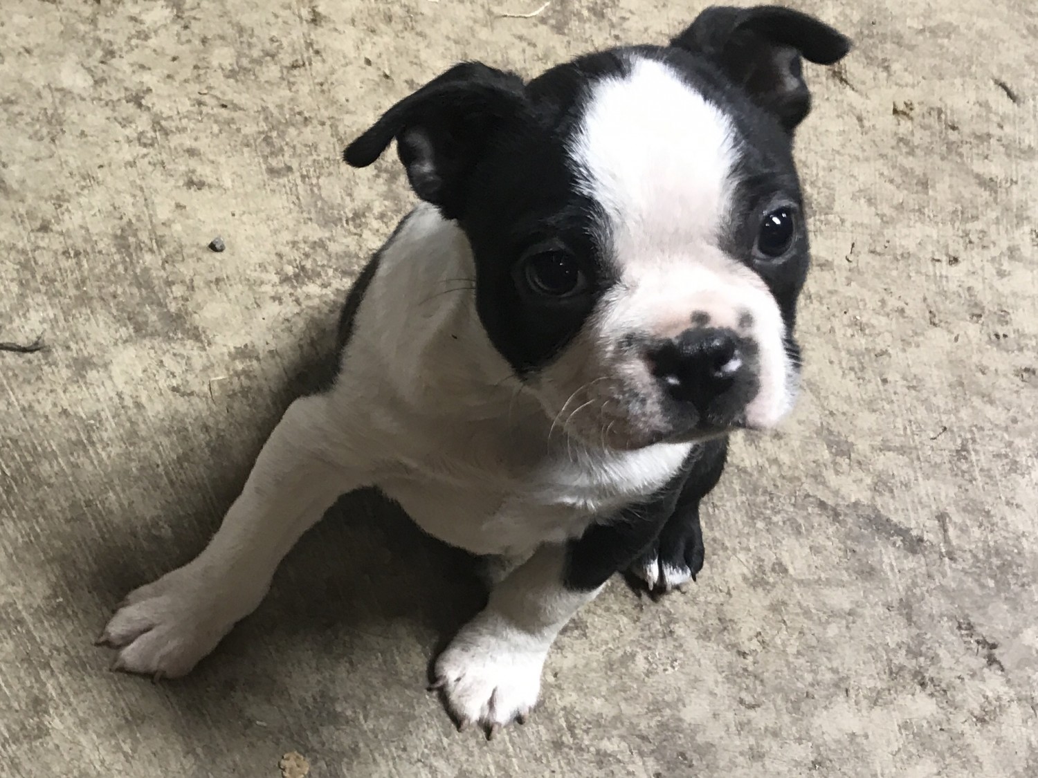 Boston Terrier Puppies For Sale Butler, PA 321582