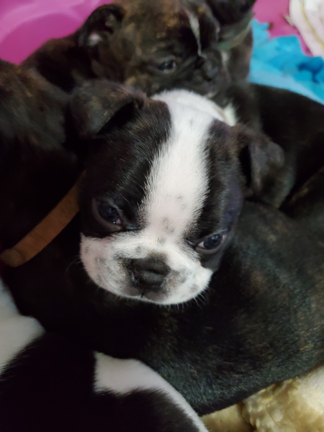 Boston Terrier Puppies For Sale Dandridge, TN 322658