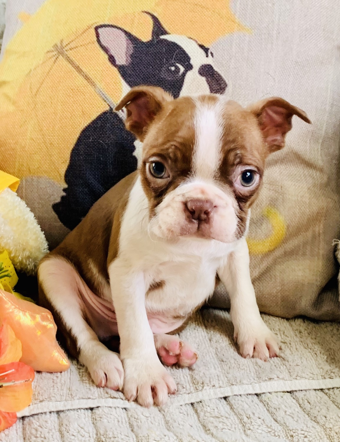 Boston Terrier Puppies For Sale Coulterville, IL 322874