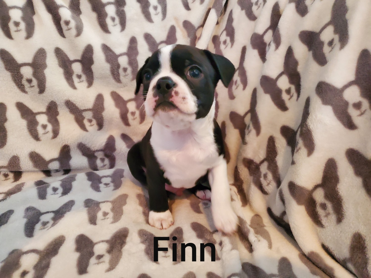 Boston Terrier Puppies For Sale Butler, PA 322889