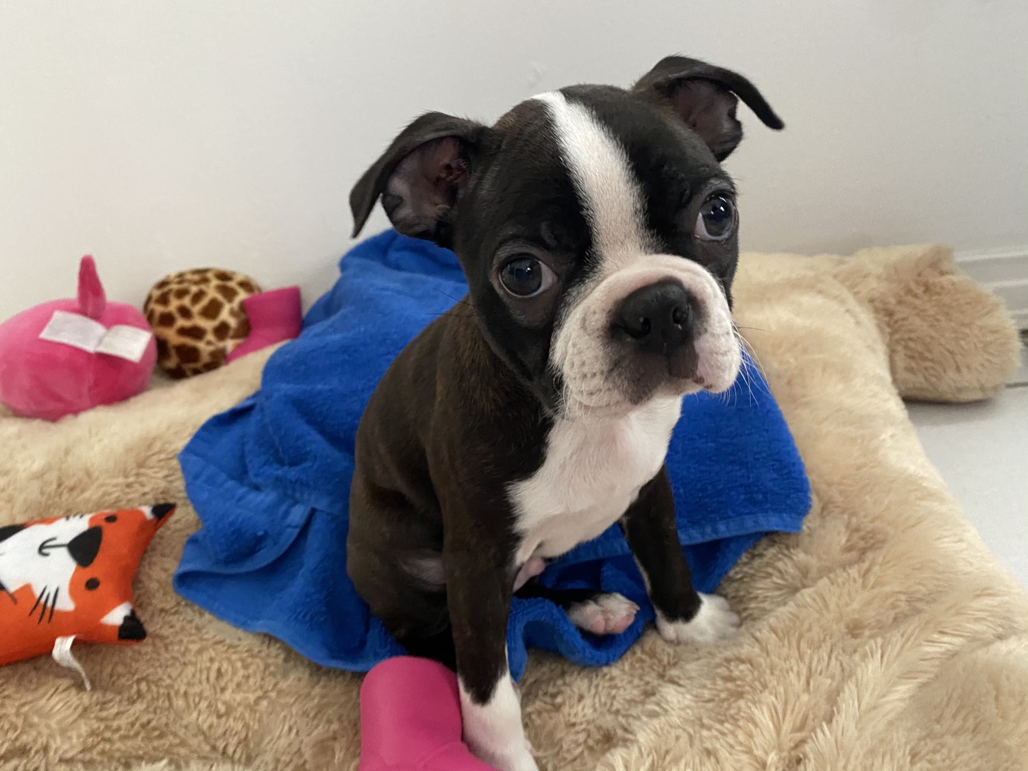 Boston Terrier Puppies For Sale | Tampa, FL #323041