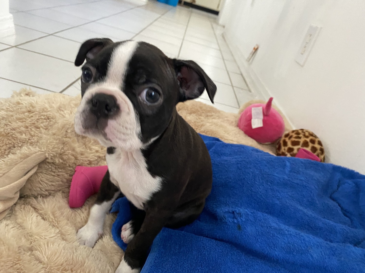 Boston Terrier Puppies For Sale Tampa, FL 323041