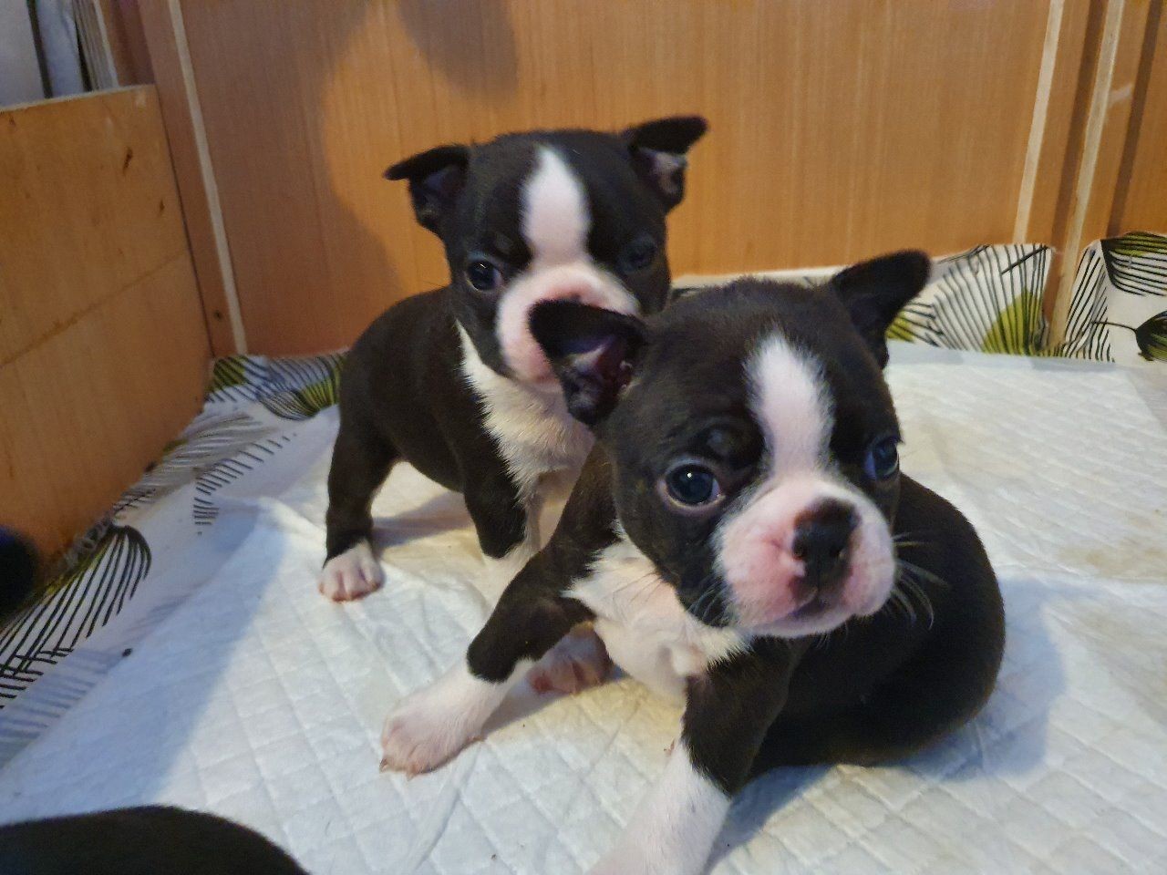 Boston Terrier Puppies For Sale San Antonio, TX 323851