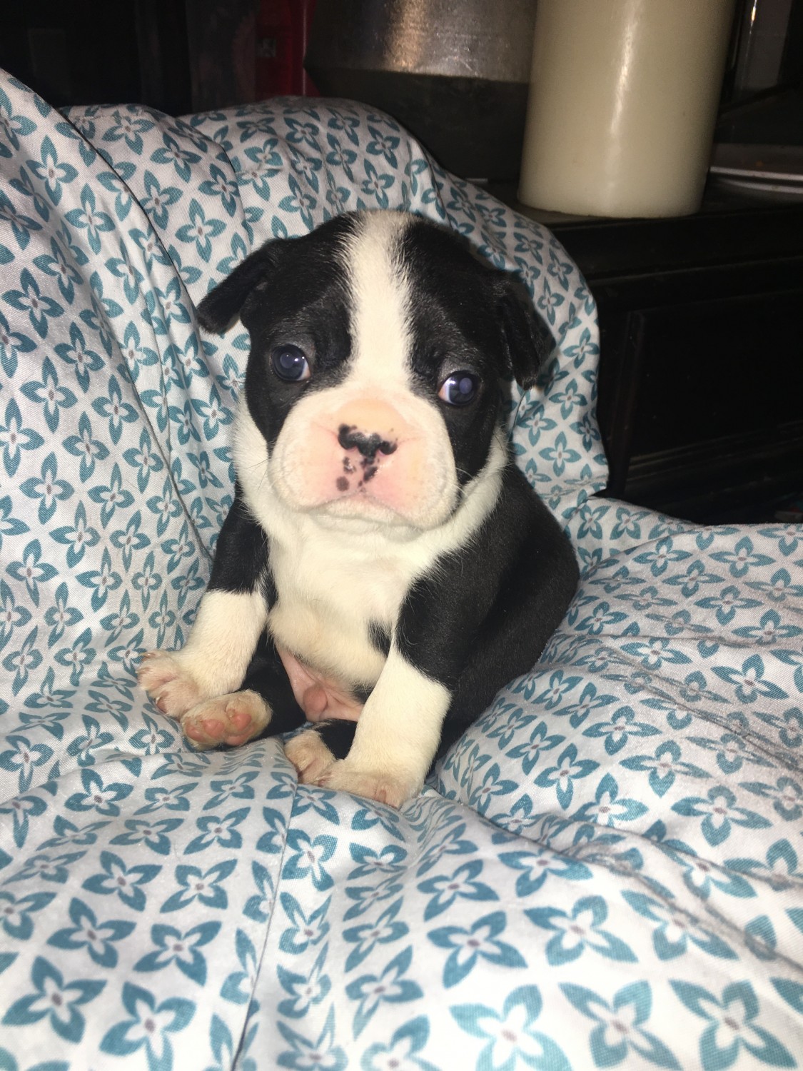 Boston Terrier Puppies For Sale Morganton Nc 326308