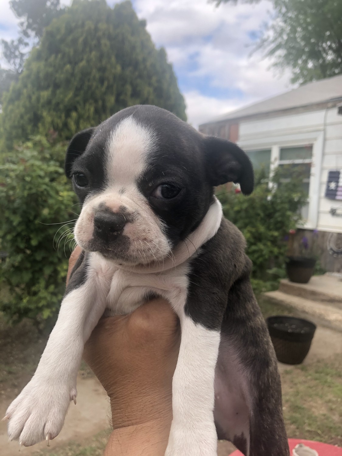 Boston Terrier Puppies For Sale Seminole, TX 327818