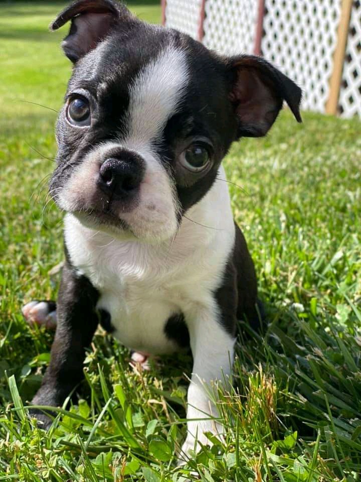 Boston Terrier Puppies For Sale Harrisburg, PA 330914
