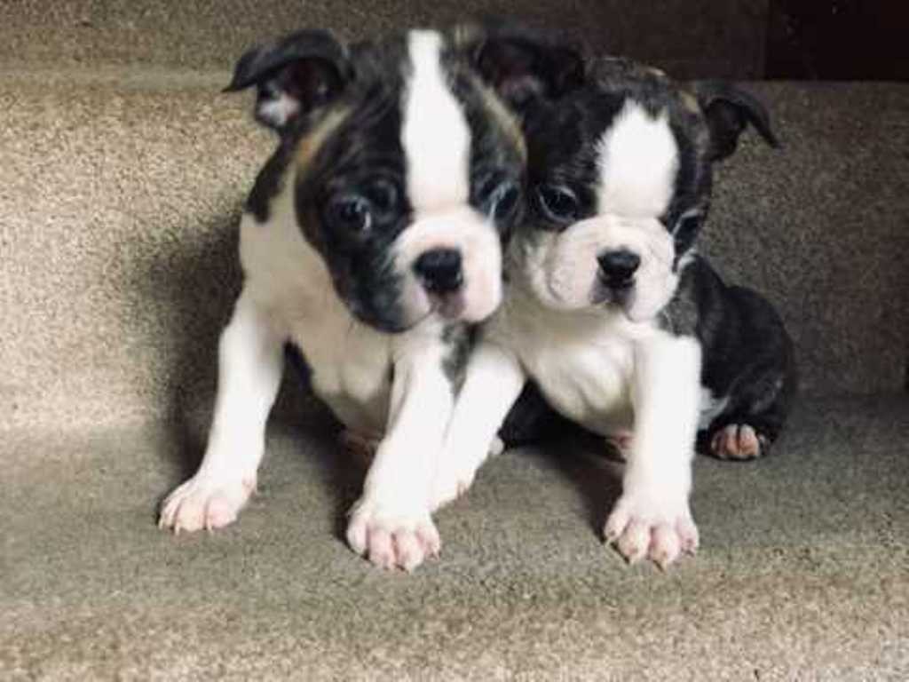 Boston Terrier Puppies For Sale Arizona City, AZ 333550