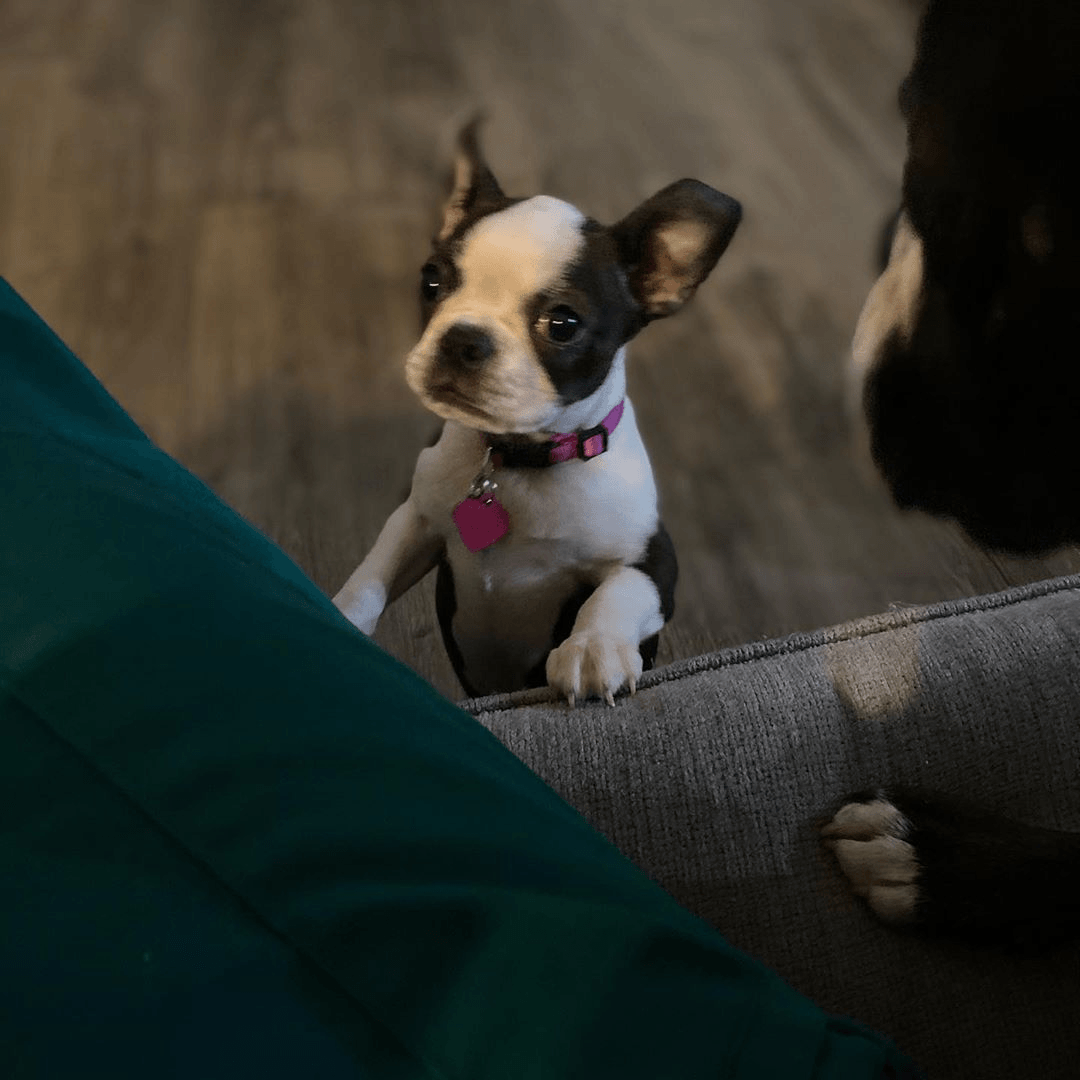 Boston Terrier Puppies For Sale Phoenix, AZ 333915
