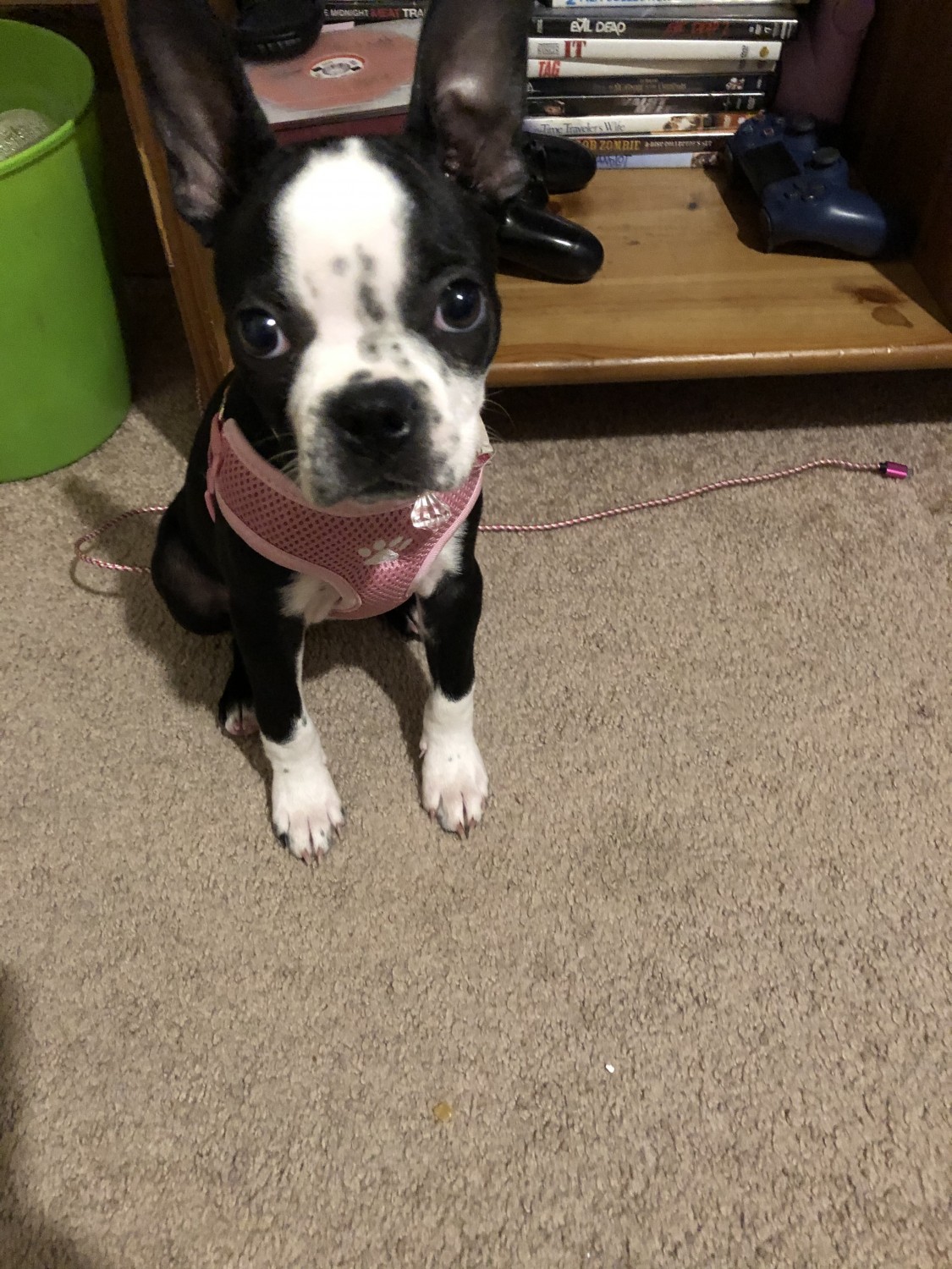 Boston Terrier Puppies For Sale Baltimore, MD 334729