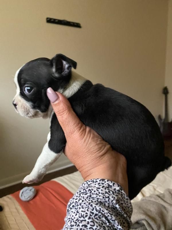 Boston Terrier Puppies San Antonio / Information On