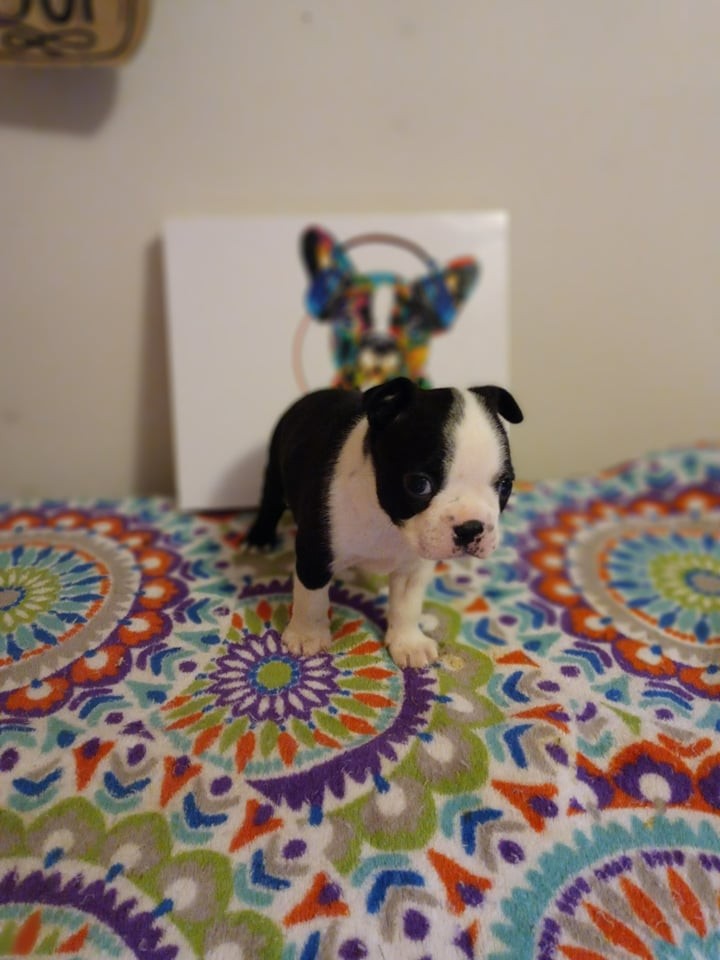 Boston Terrier Puppies For Sale Dayton, OH 360113