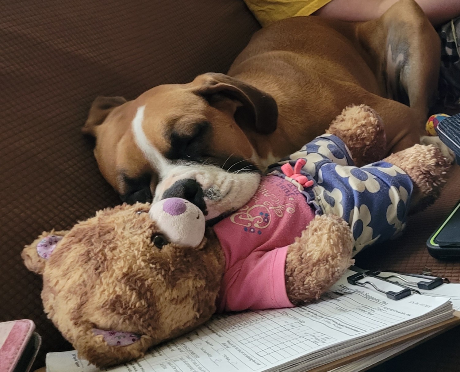 Boxer Puppies For Sale Fort Smith, AR 434458 Petzlover