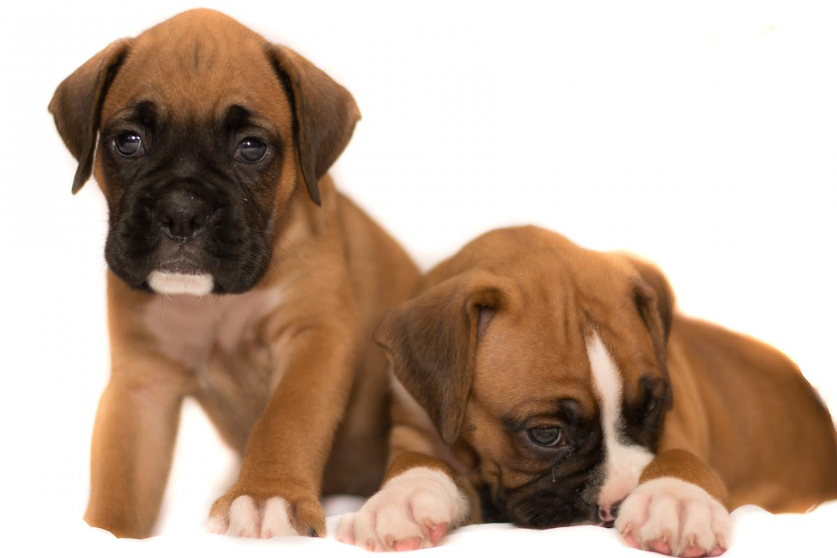 Boxer Puppies For Sale Clearwater, FL 99217 Petzlover