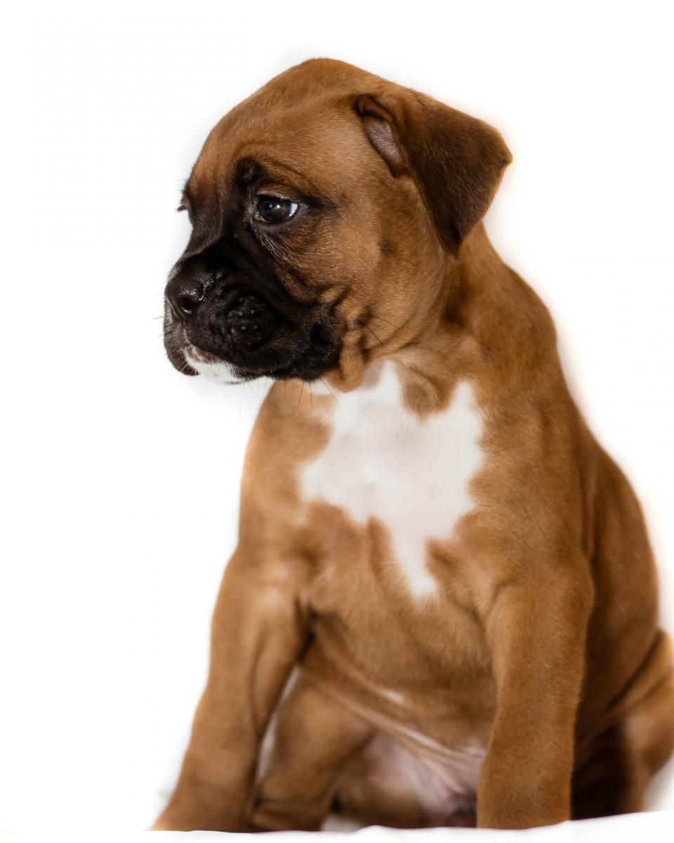 Boxer Puppies For Sale Clearwater, FL 99217 Petzlover