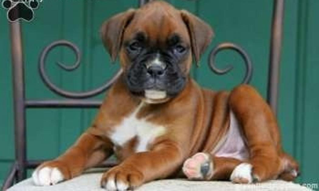 Boxer Puppies For Sale Springfield, MO 113531 Petzlover