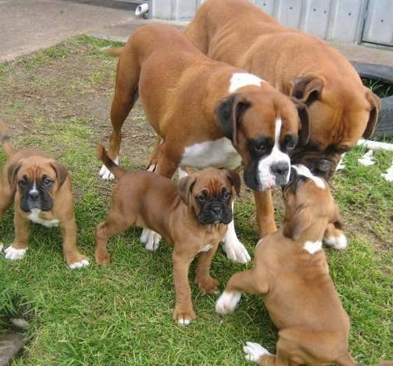 Boxer Puppies For Sale Albert City, IA 117620 Petzlover