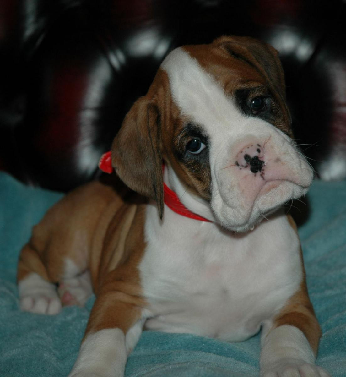 Boxer Puppies For Sale Jersey City, NJ 122256 Petzlover