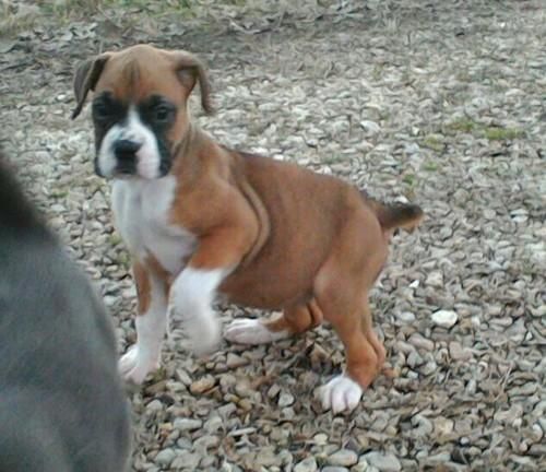 Boxer Puppies For Sale Ontario, CA 122904 Petzlover