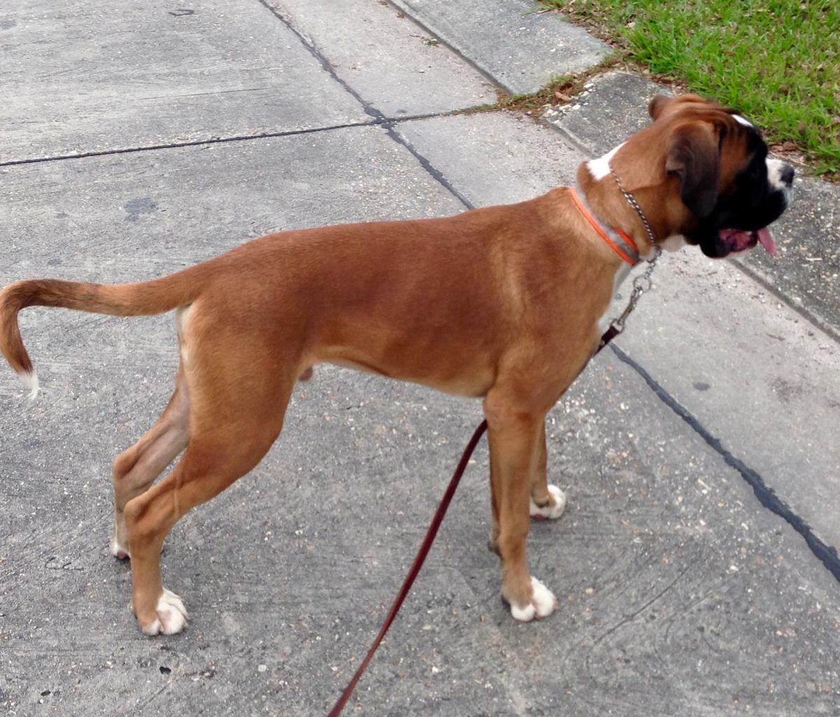 Boxer Puppies For Sale Orlando, FL 128215 Petzlover