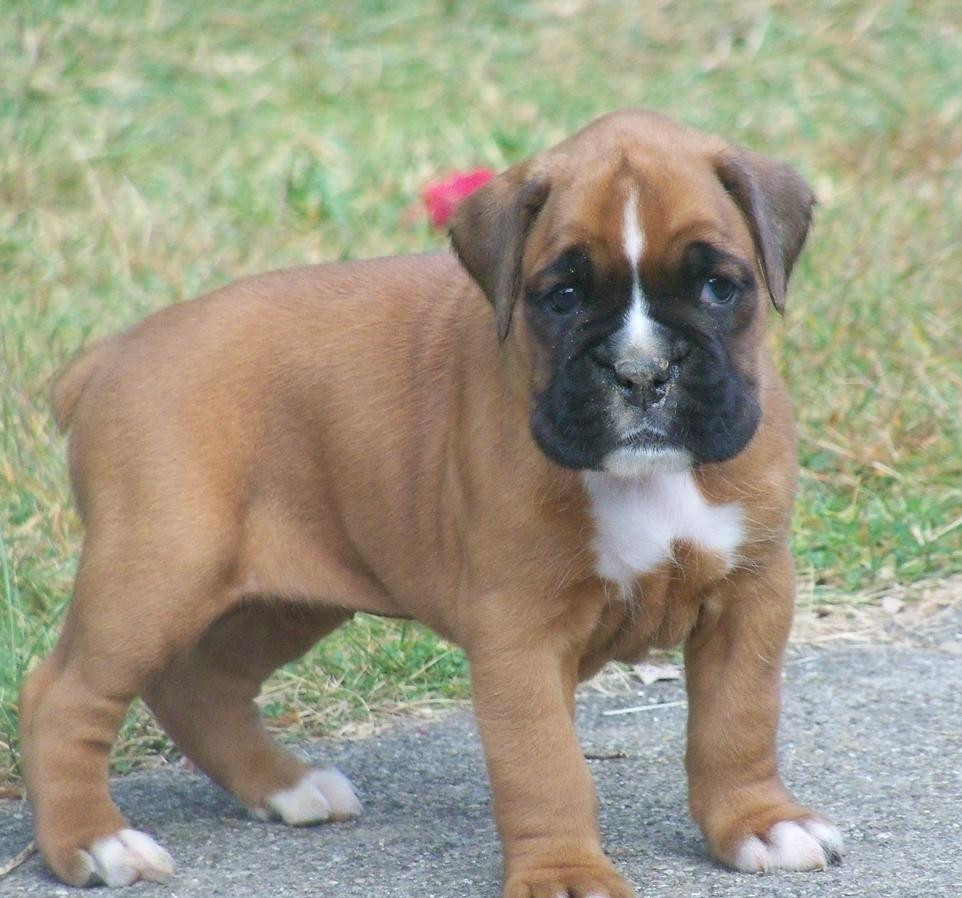 Boxer Puppies For Sale Miami, FL 132223 Petzlover